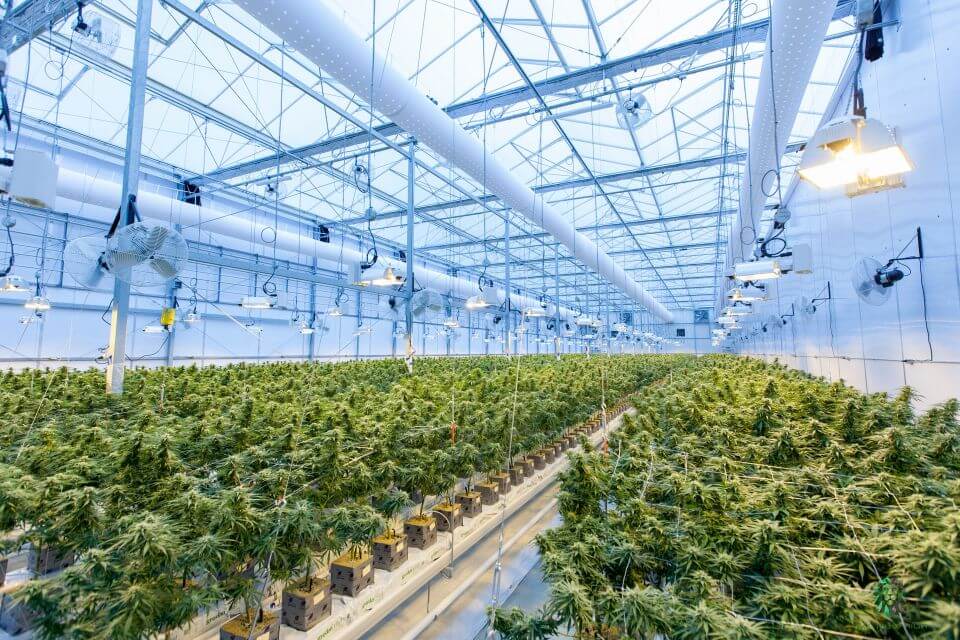 rows of plants inside of a cultivation center